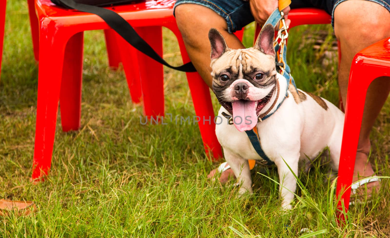 French Bulldog in outdoor Thailand by N_u_T