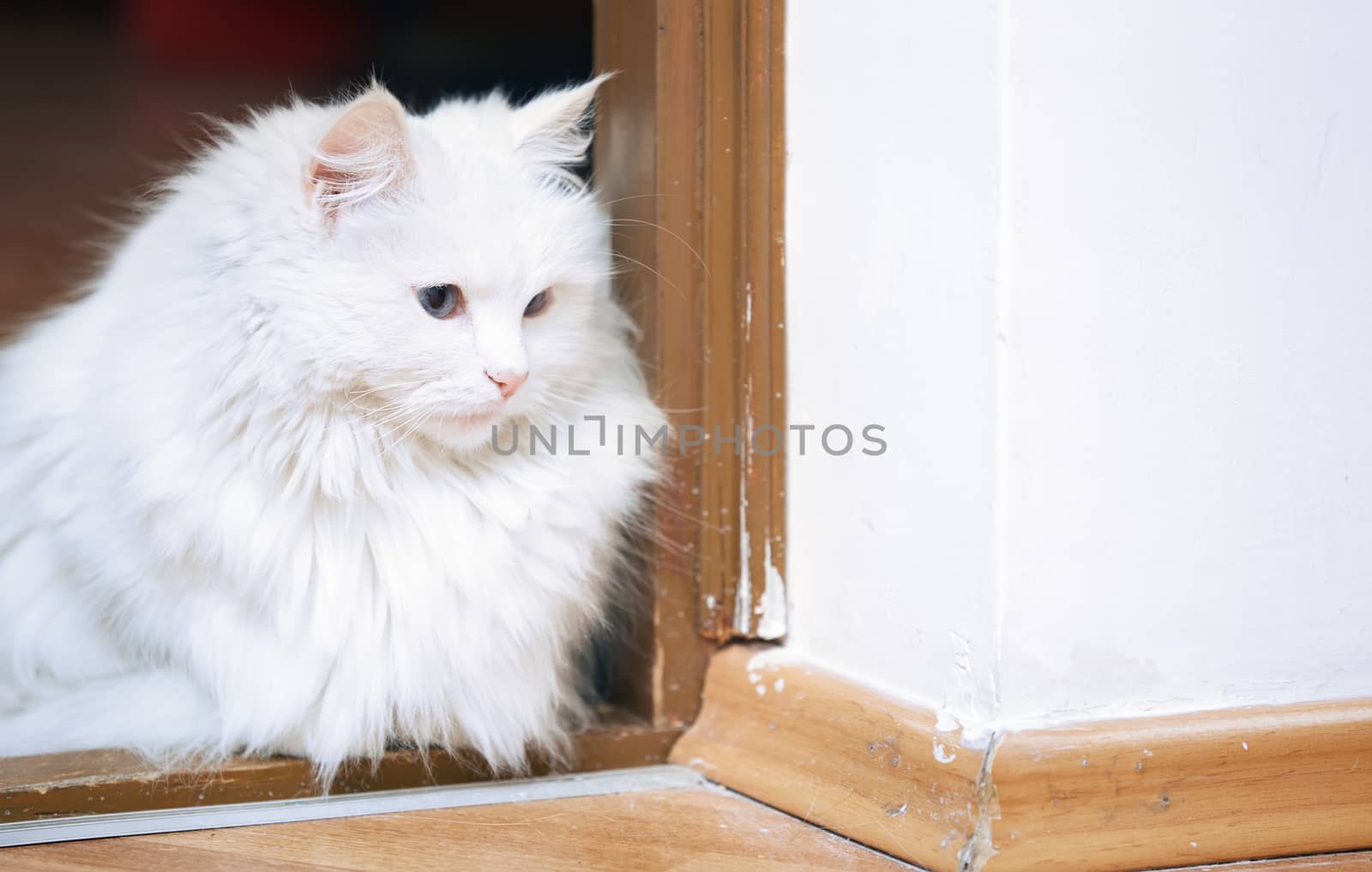 Fluffy white cat sitting on a floor
