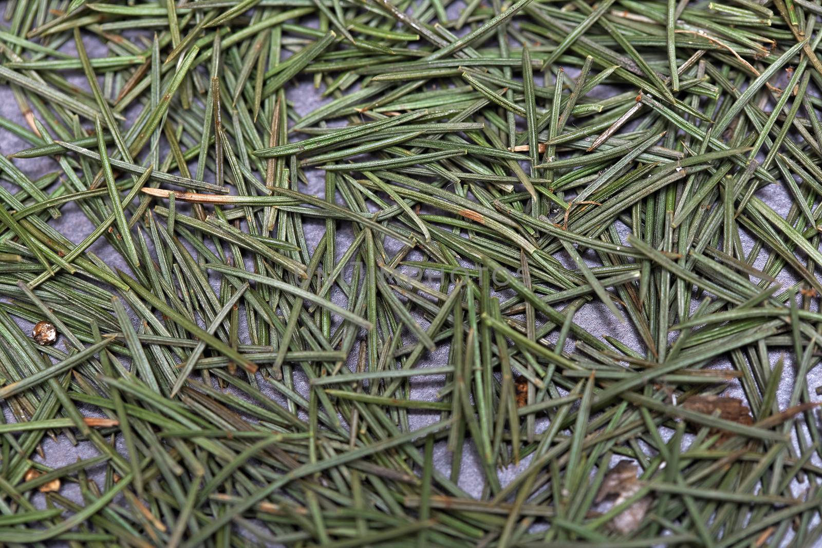 Full frame photo of spruce niddles. Close-up view