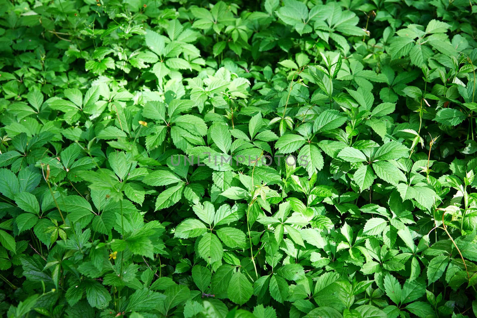 Full frame shot of the green plant leaves by Novic