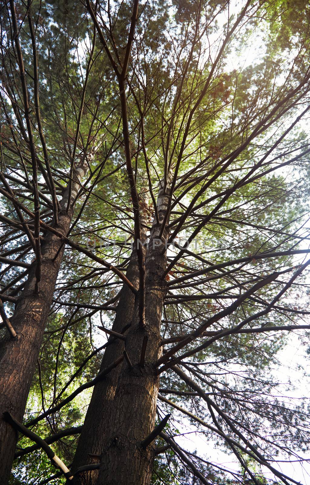 Pines in a wild forest by Novic