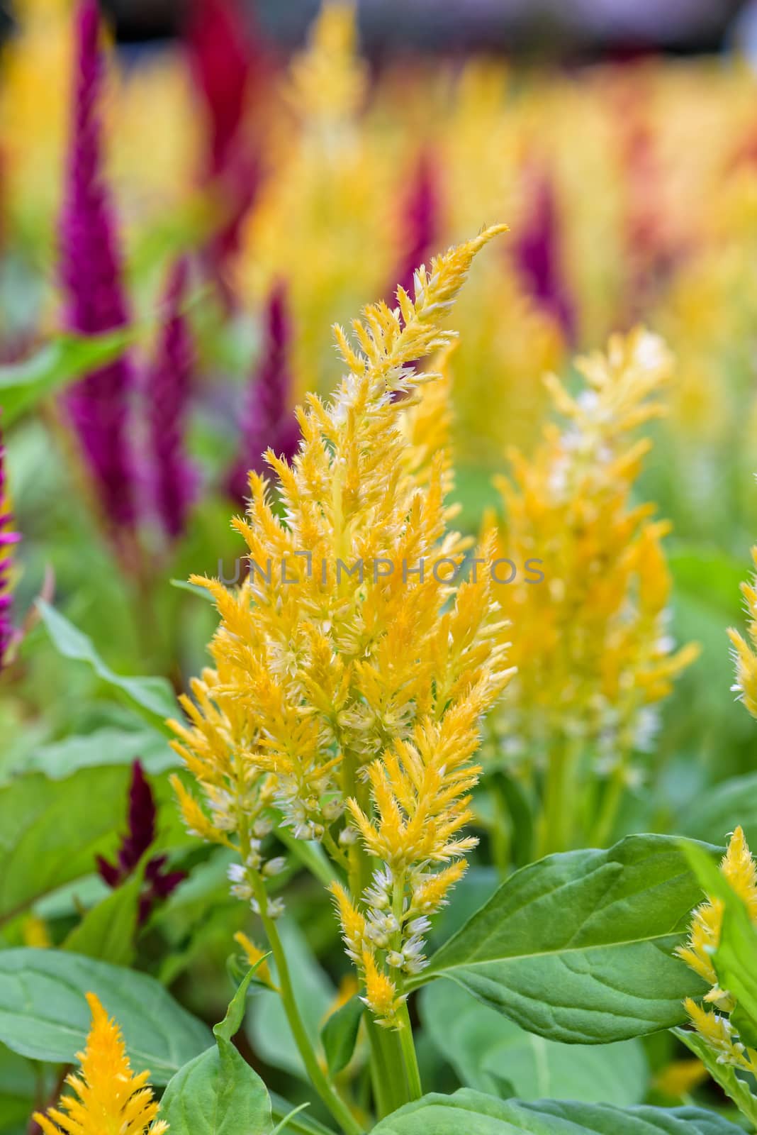 Beautiful yellow flower of Celosia Argentea, Cockscomb or Wool flower in the garden