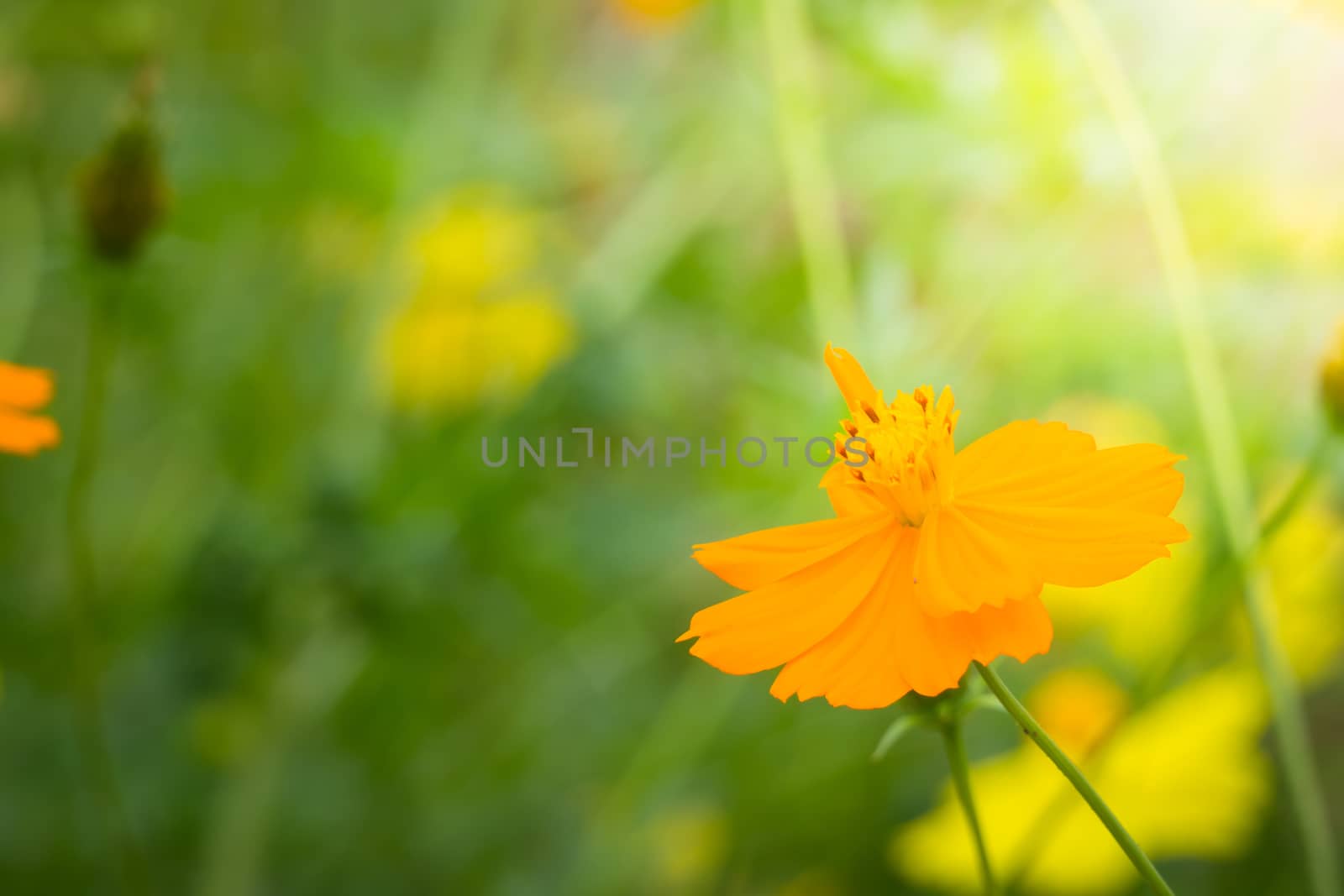 The background image of the colorful flowers by teerawit