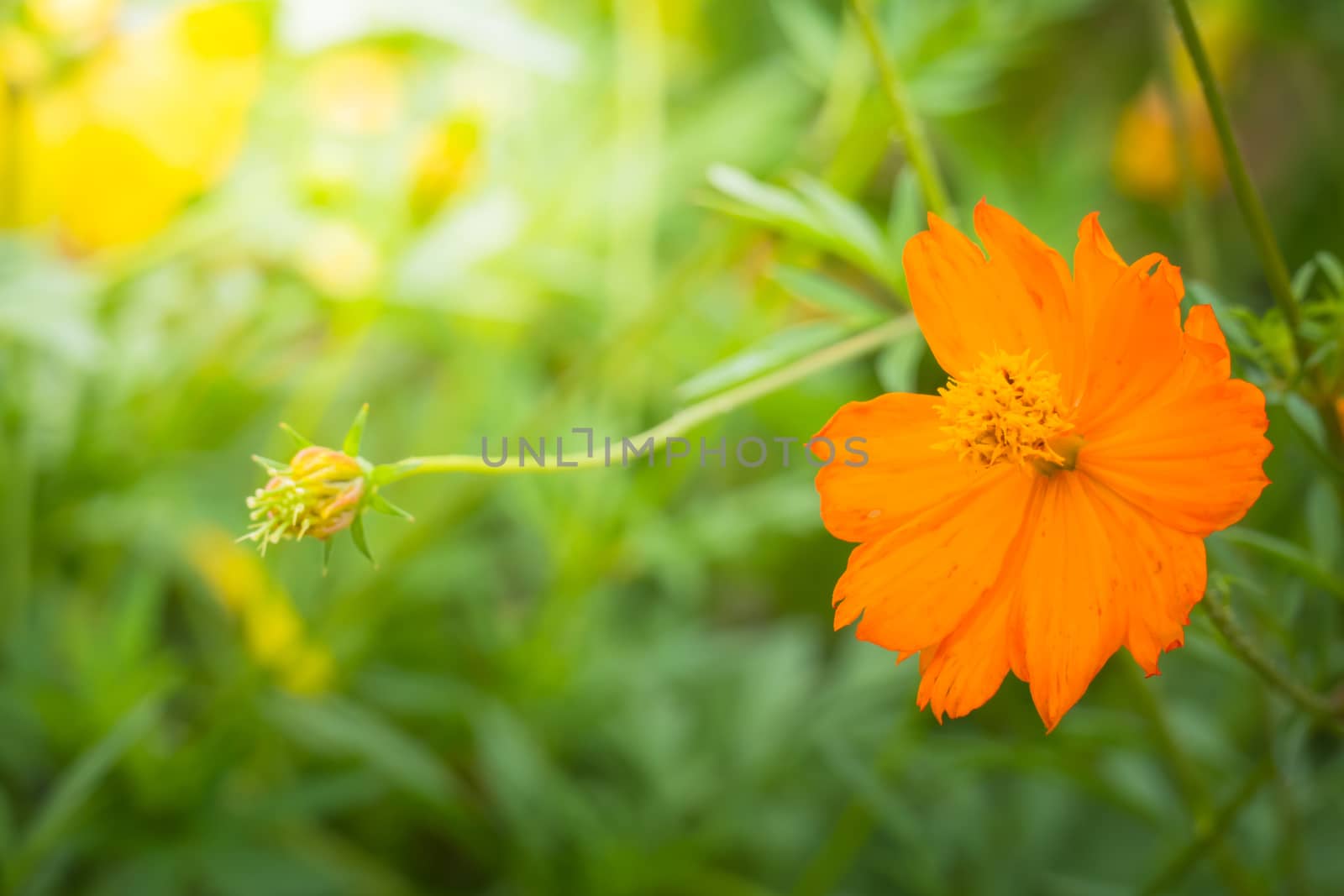 The background image of the colorful flowers by teerawit