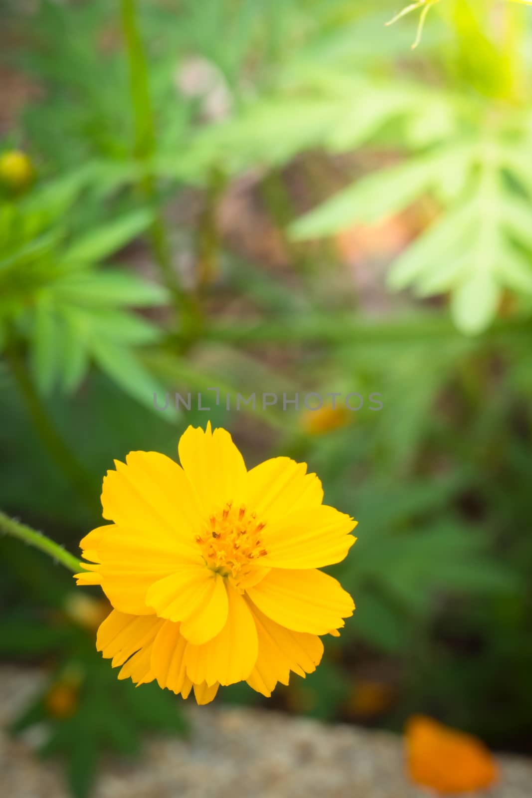 The background image of the colorful flowers, background nature