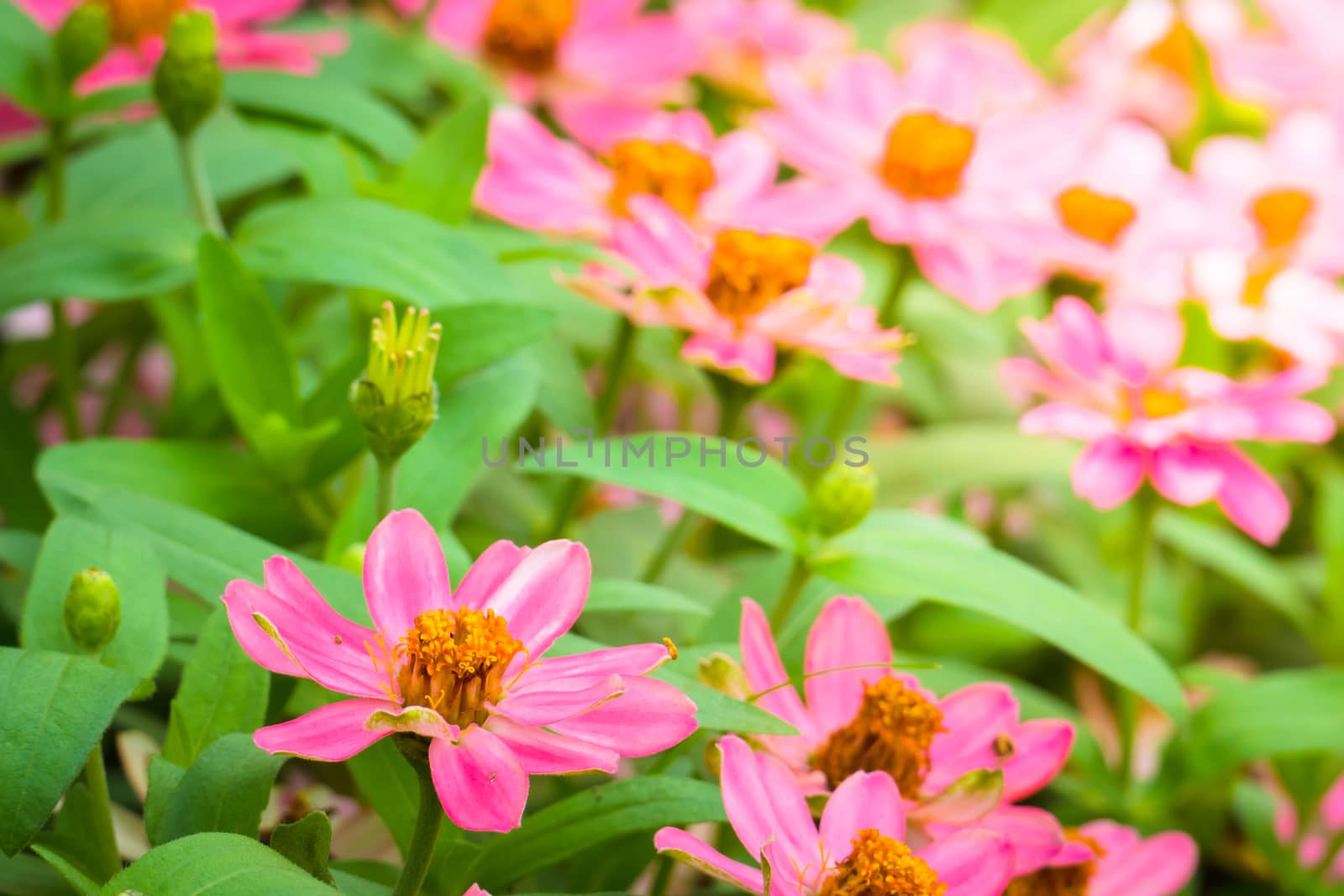 The background image of the colorful flowers by teerawit