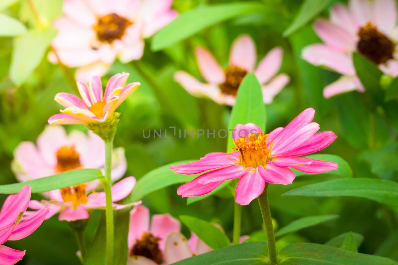 The background image of the colorful flowers by teerawit