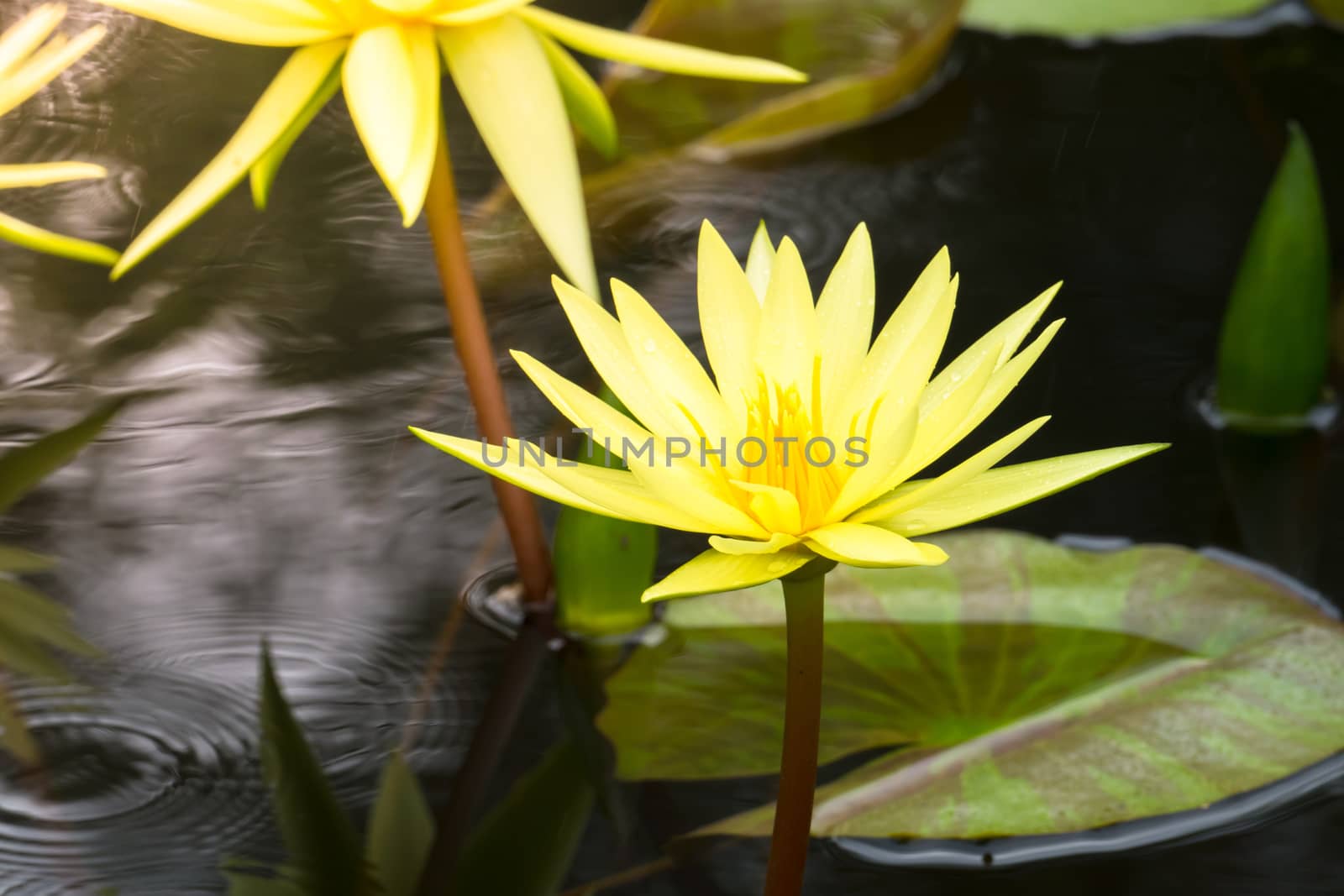 Lotus flowers blooming on the pond in summer
