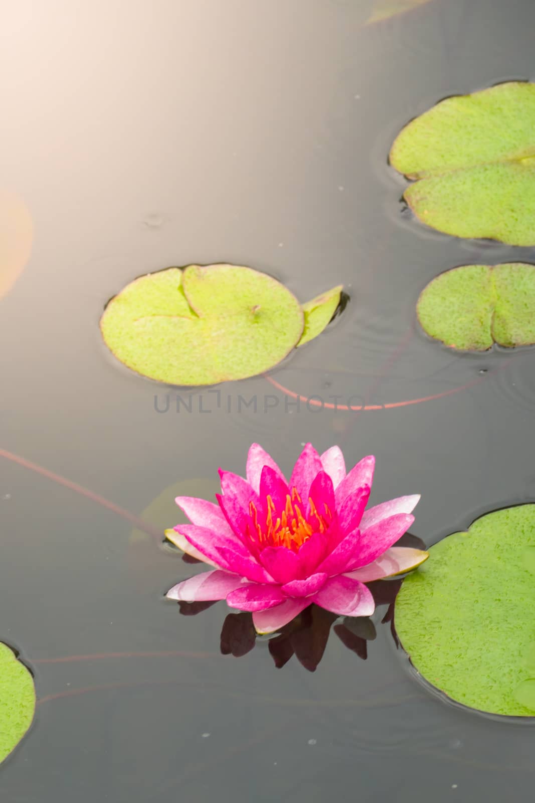 Lotus flowers blooming on the pond in summer