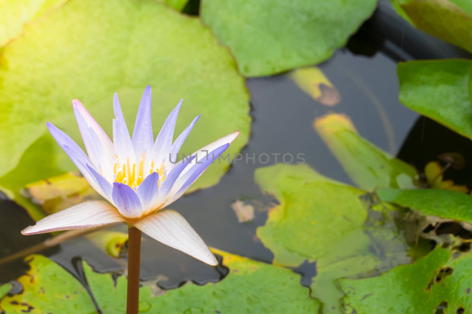 Lotus flowers blooming on the pond in summer