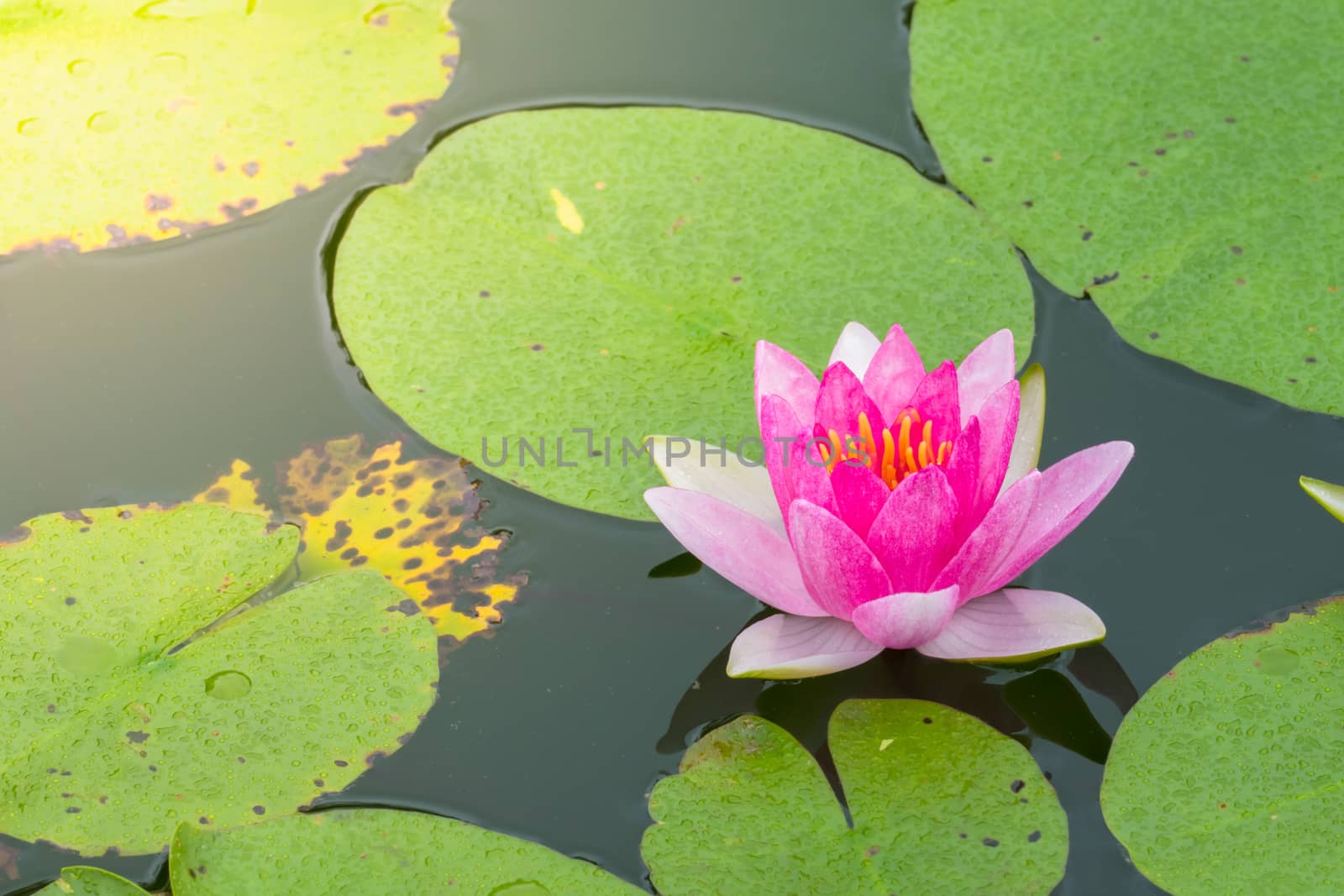 Lotus flowers blooming on the pond in summer