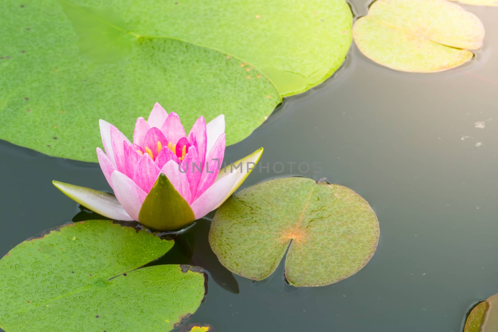 Lotus flowers blooming on the pond in summer