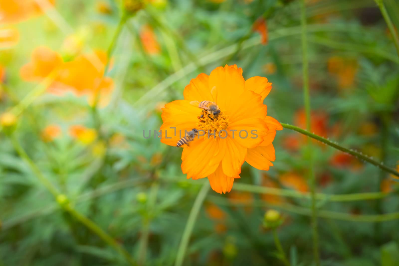 The background image of the colorful flowers by teerawit