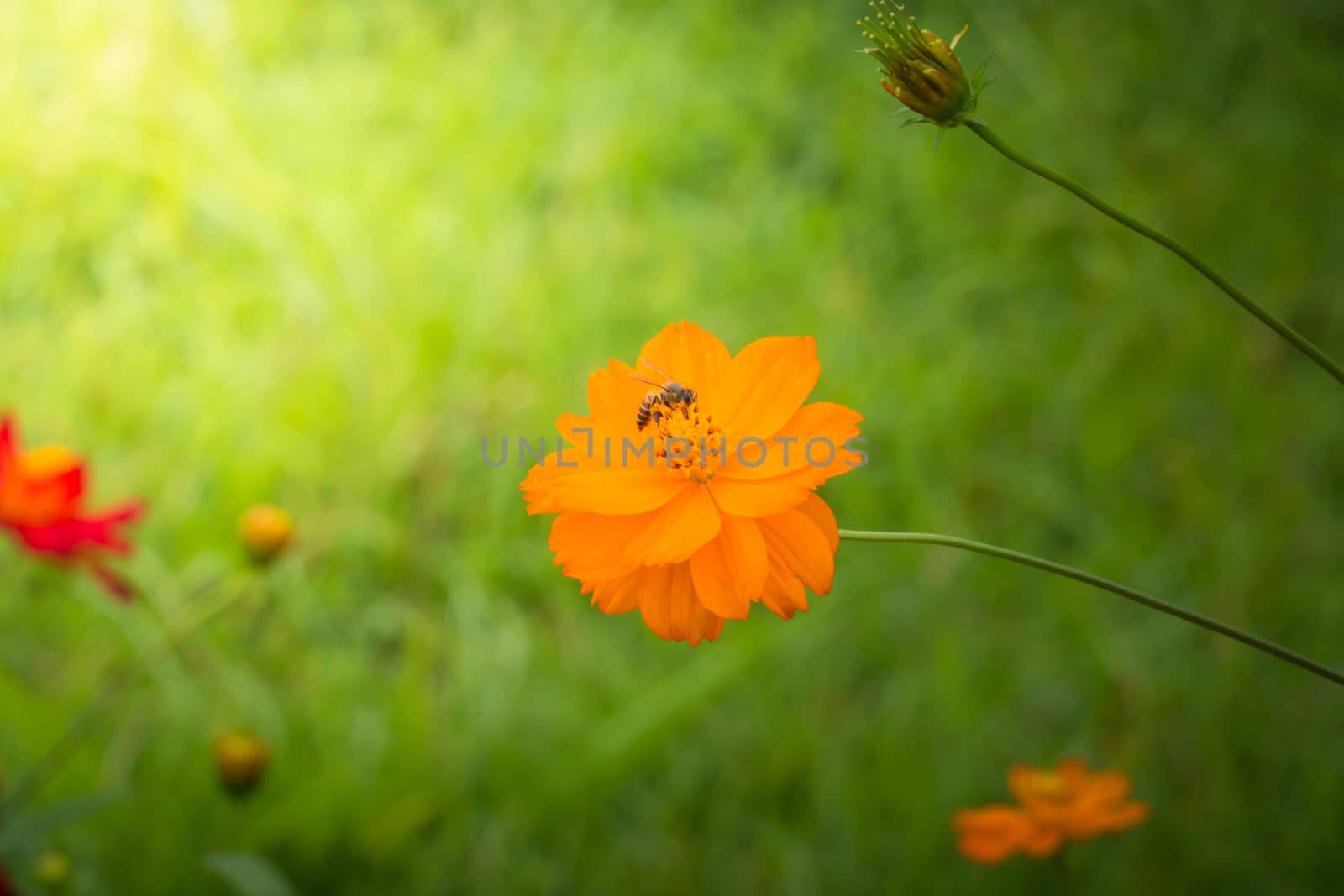 The background image of the colorful flowers, background nature