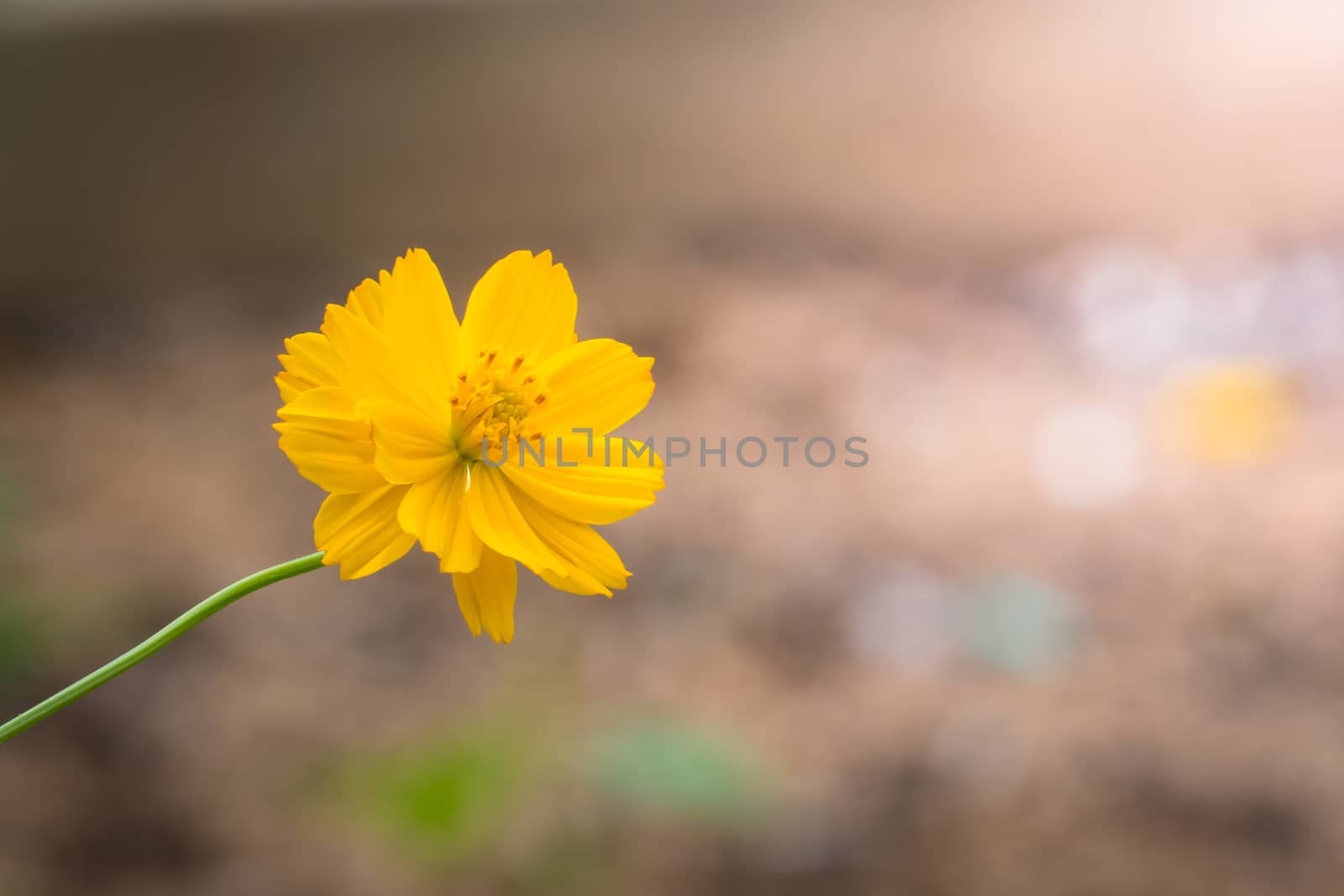 The background image of the colorful flowers by teerawit