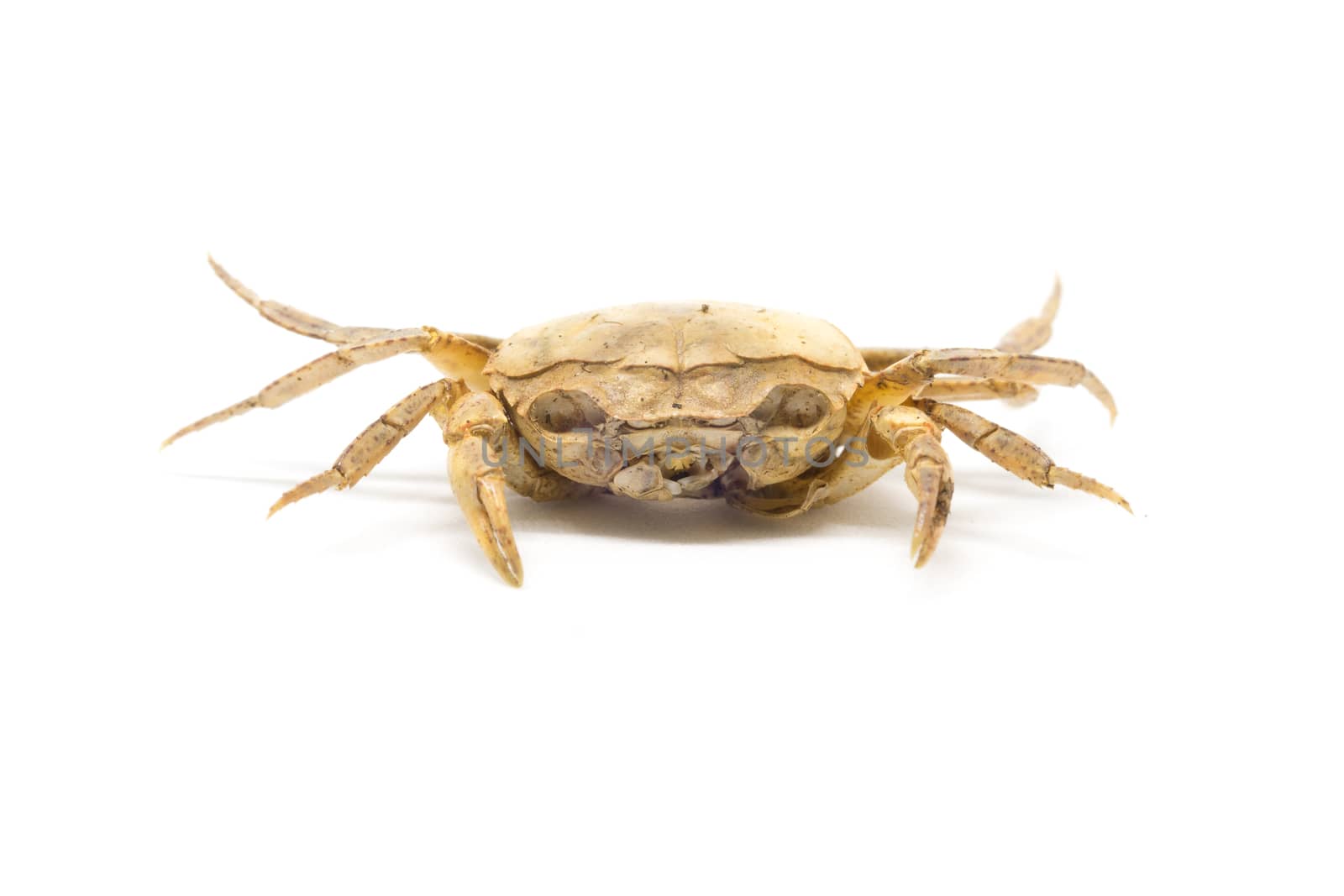 single steamed crab isolated on white background.