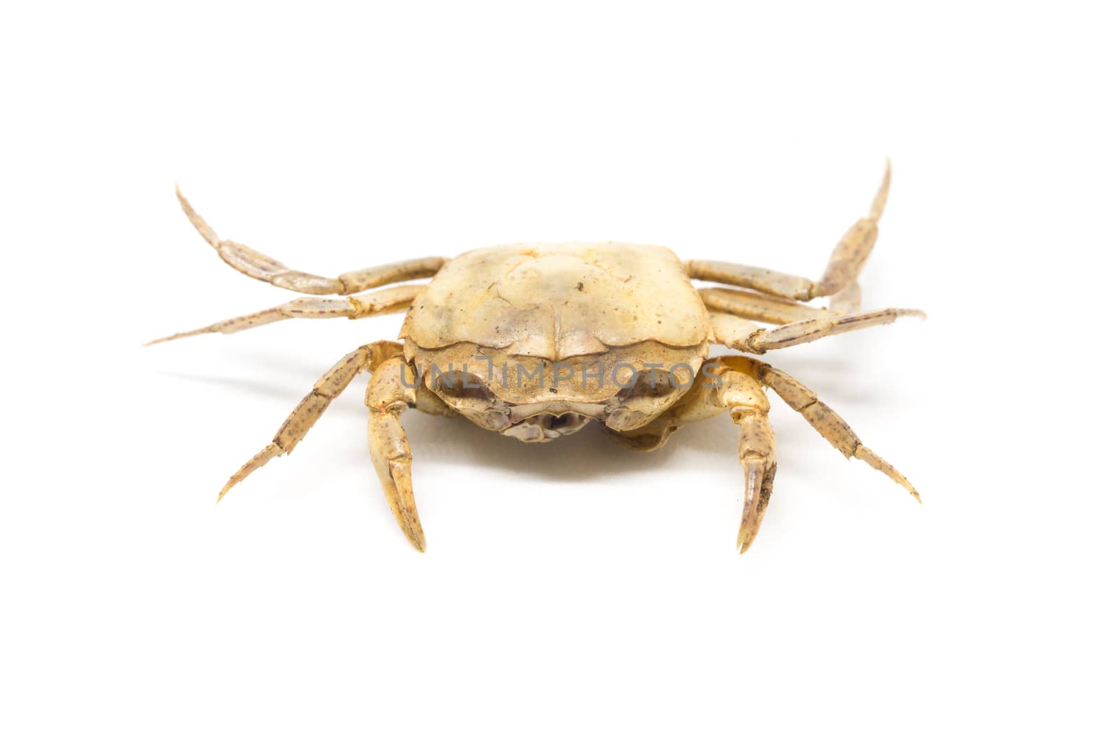 single steamed crab isolated on white background.