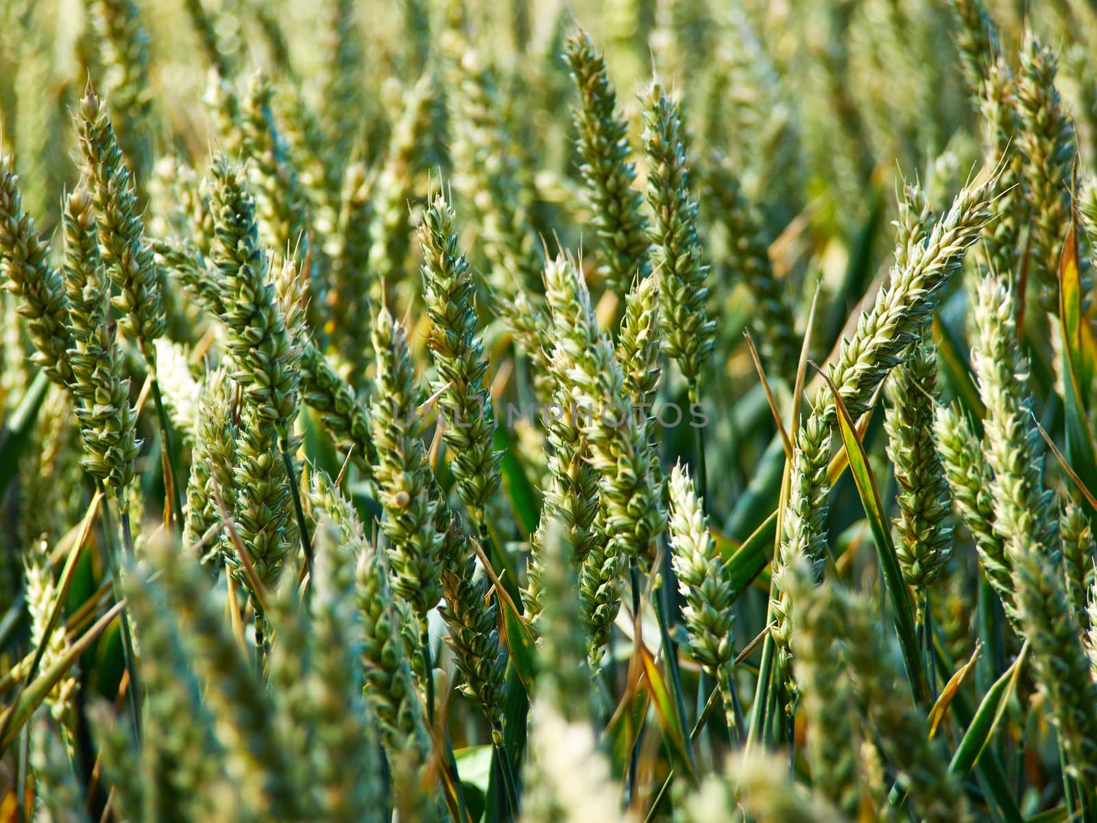 Green wheat field on a sunny summer day agriculture background image