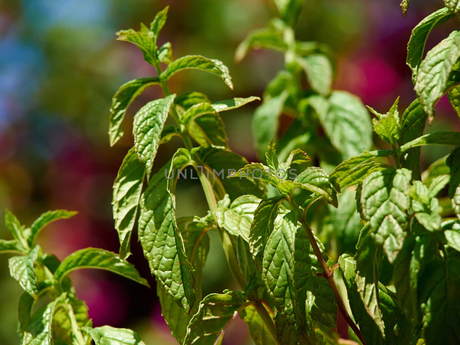 Green fresh mint plant grow in a garden with blurred out of focus background