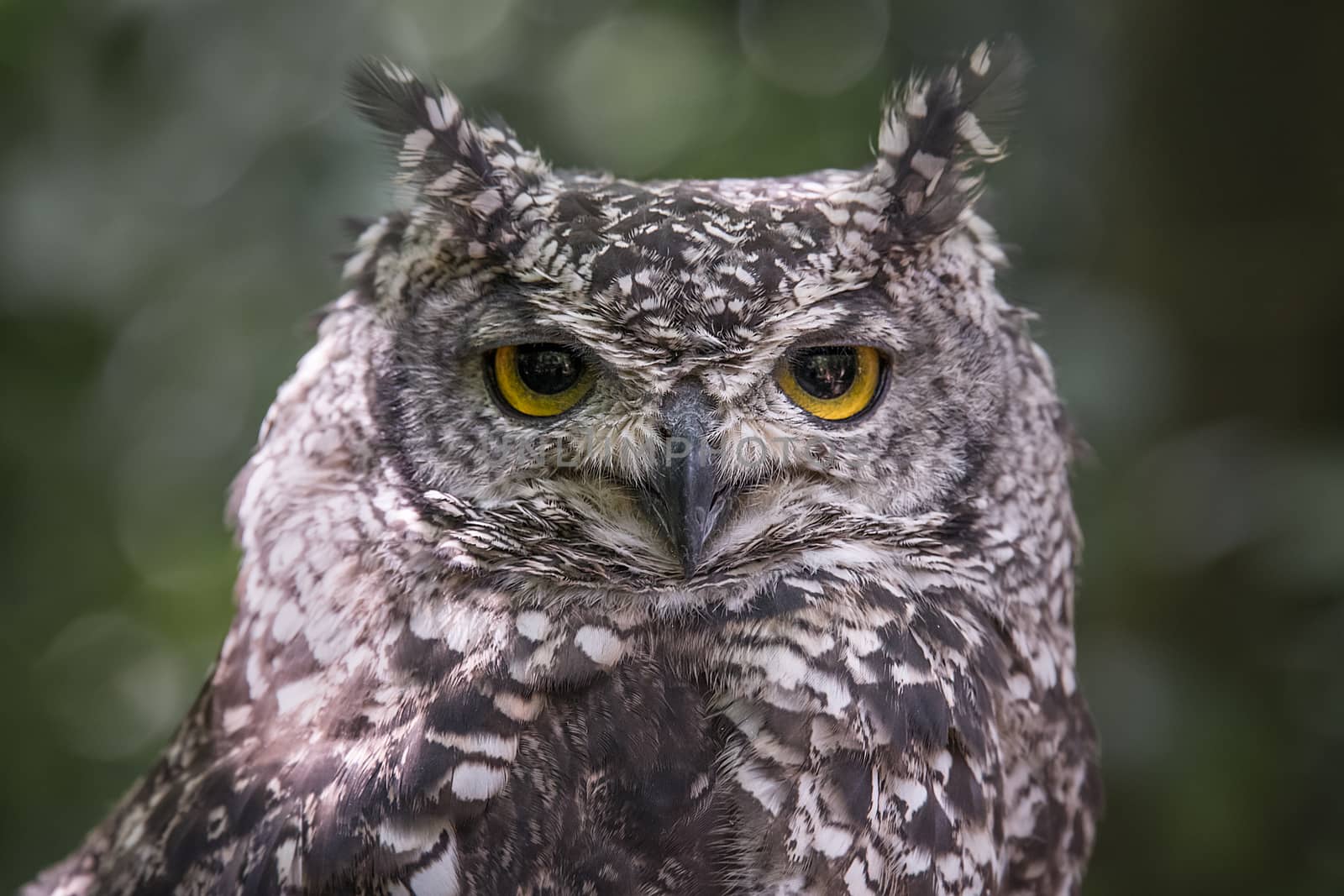 Close up head portrait photograph of an African spotted owl Bubo africanus staring directly forward at the camera
