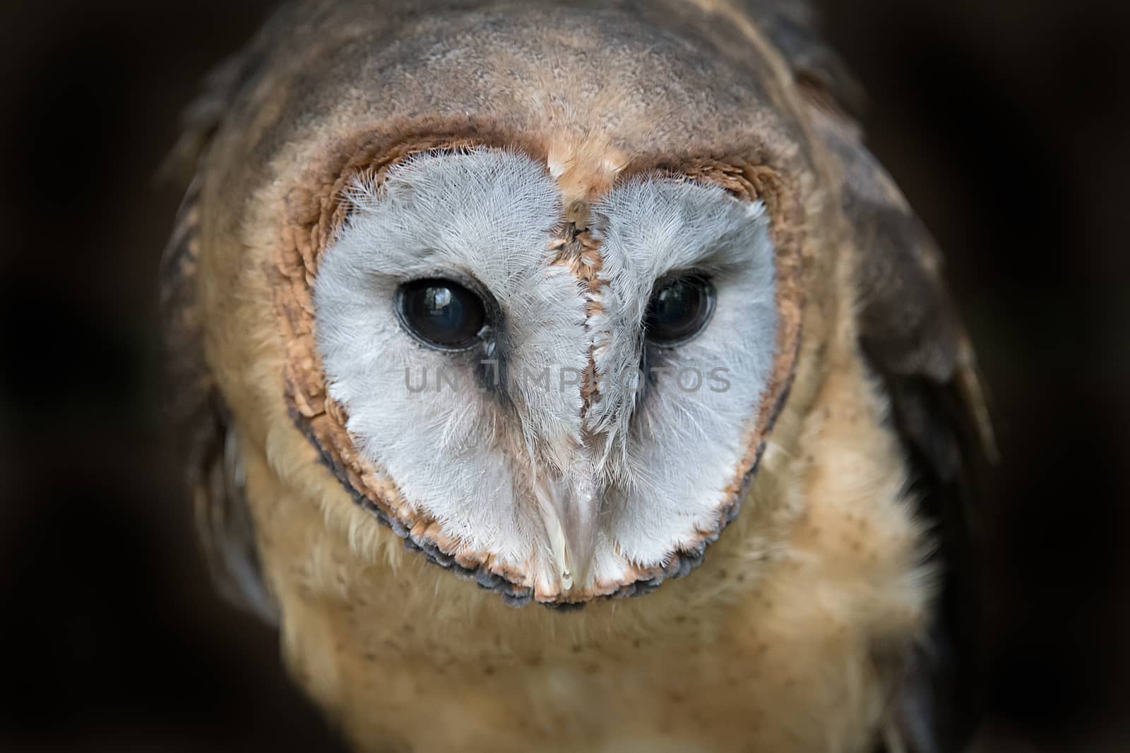 Ashy faced barn owl by alan_tunnicliffe