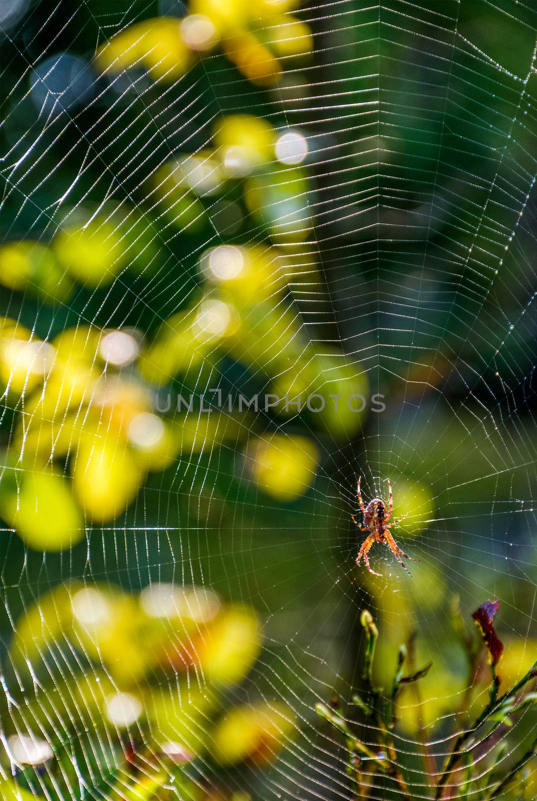 spider in the web on beautiful forest bokeh by Pellinni