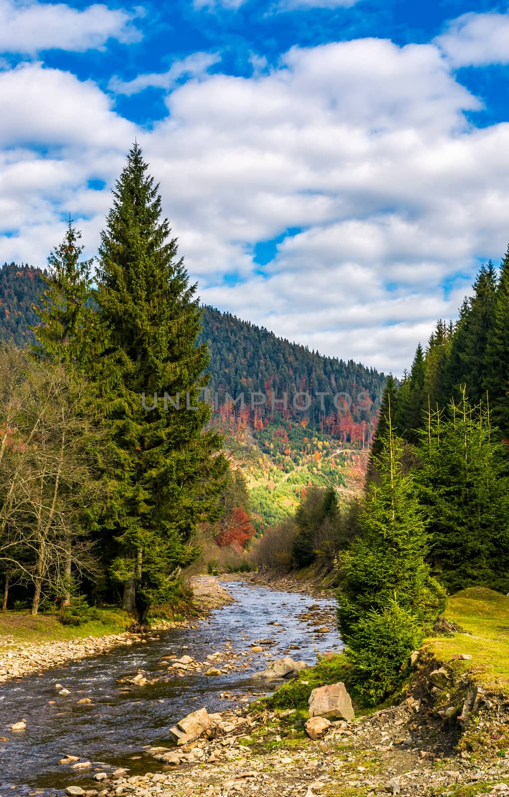 autumnal landscape with narrow river in spruce forest. beautiful nature scenery mountainous area under blue sky with clouds