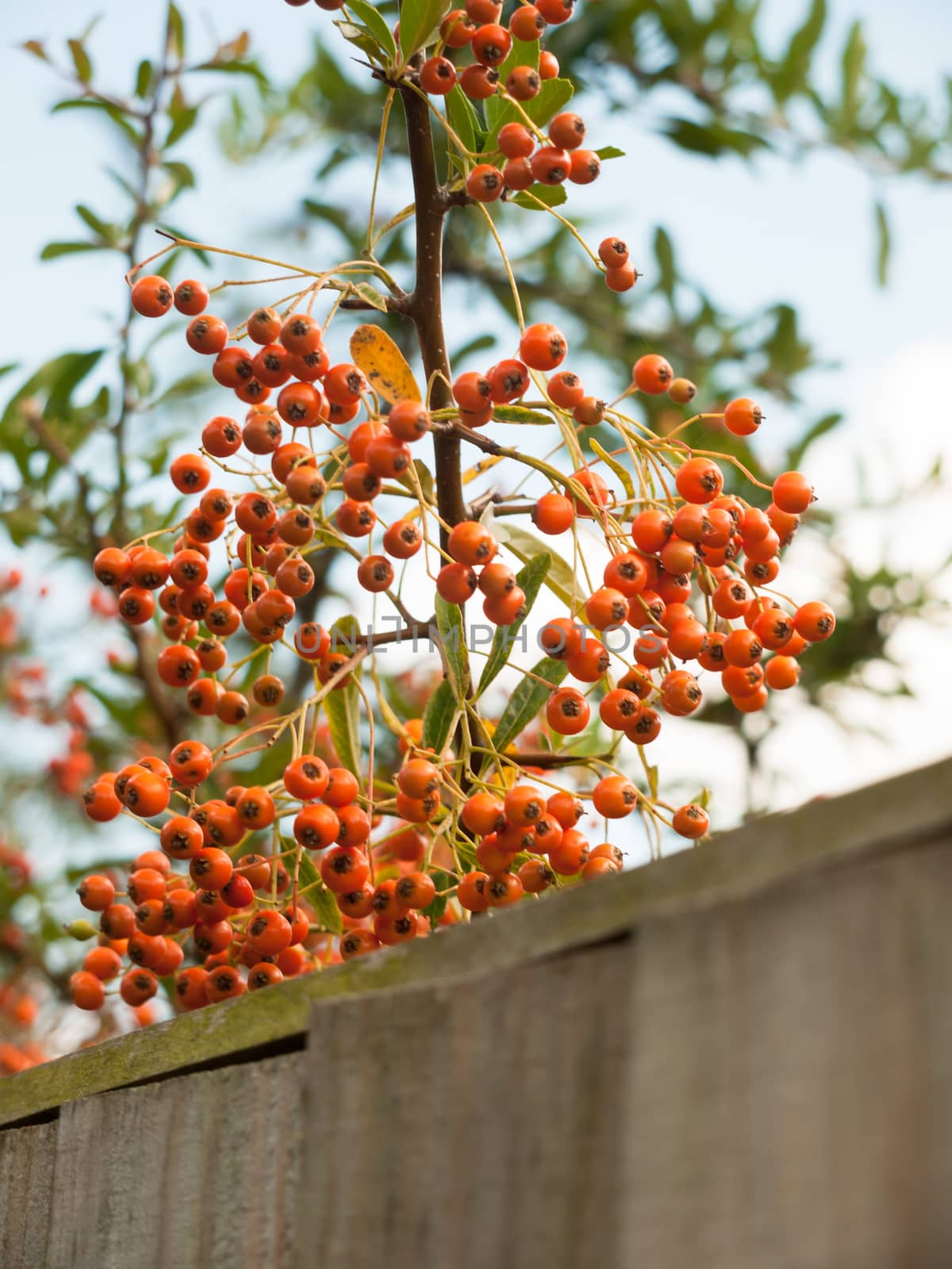 orange berries lush and ripe in back garden close up by callumrc