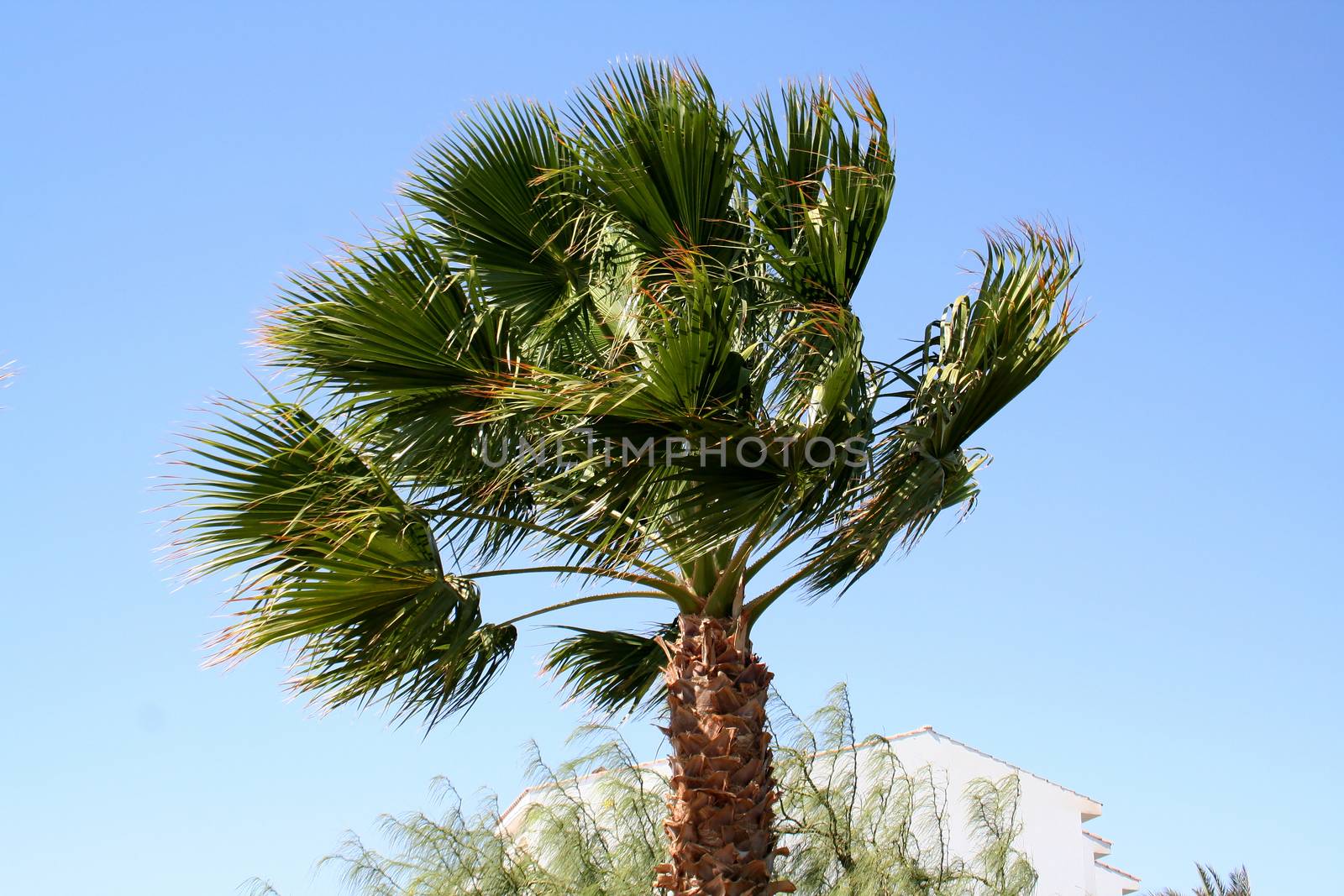 Palm tree under a strong wind in the resort in Egypt