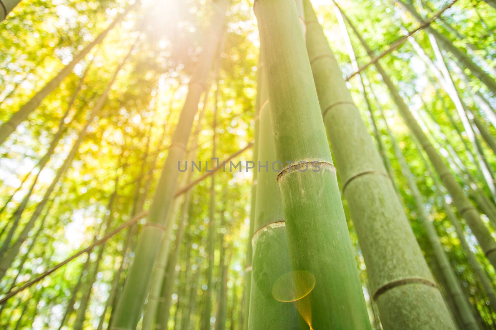 bamboo forest with sunlight