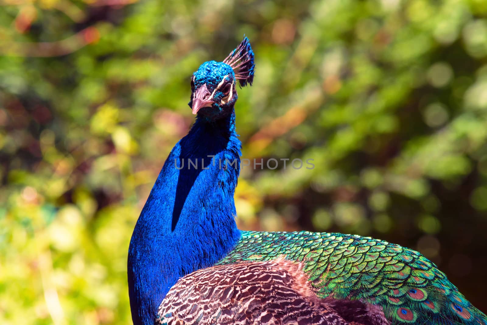 Beautiful big peacock sitting on a wooden fence.