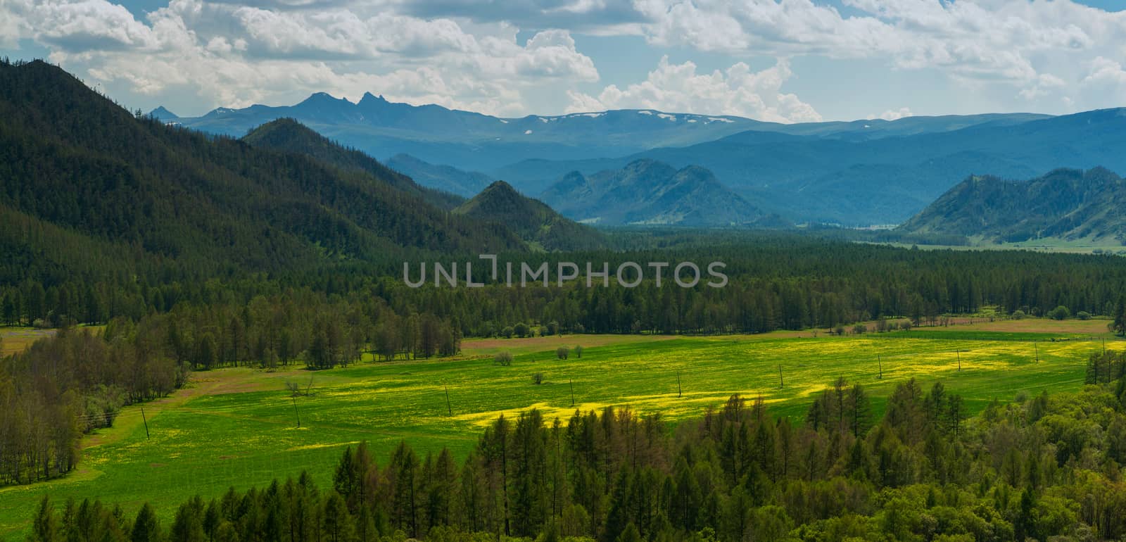 Beauty colors of summer Altai. Green and yellow meadow with trees on mountain background