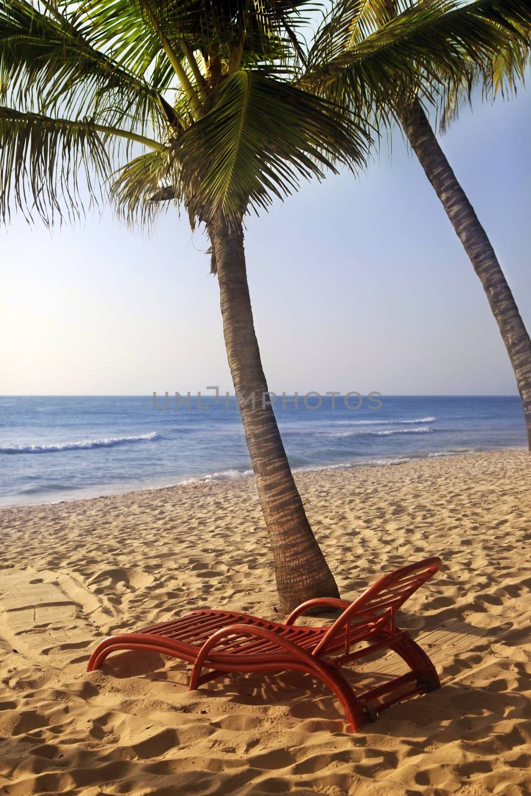 Wooden chaise longue under the palm tree on the ocean by friday