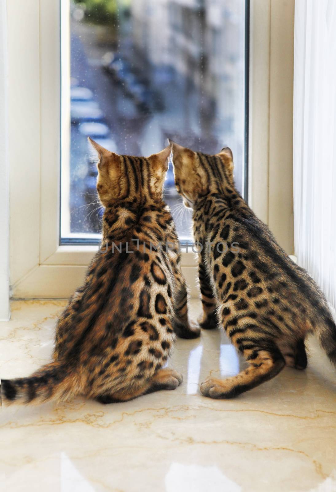 Little Bengal kittens are looking out the window