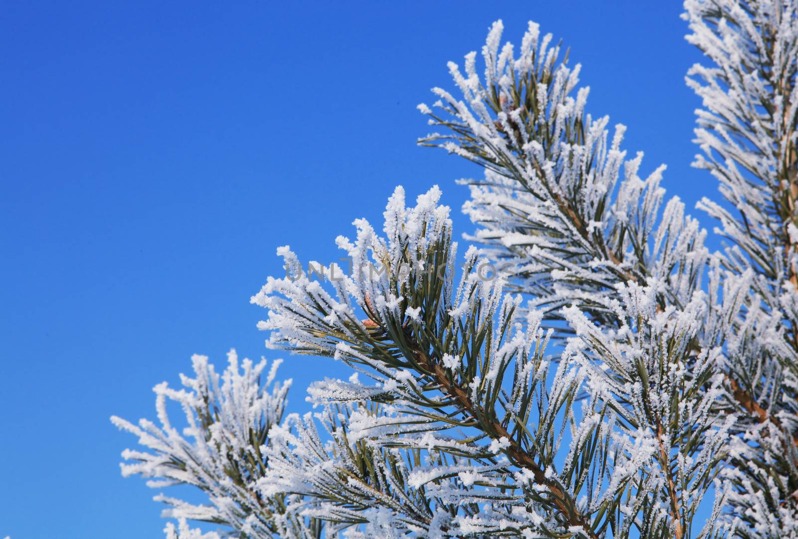 fir tree with hoarfrost by ssuaphoto