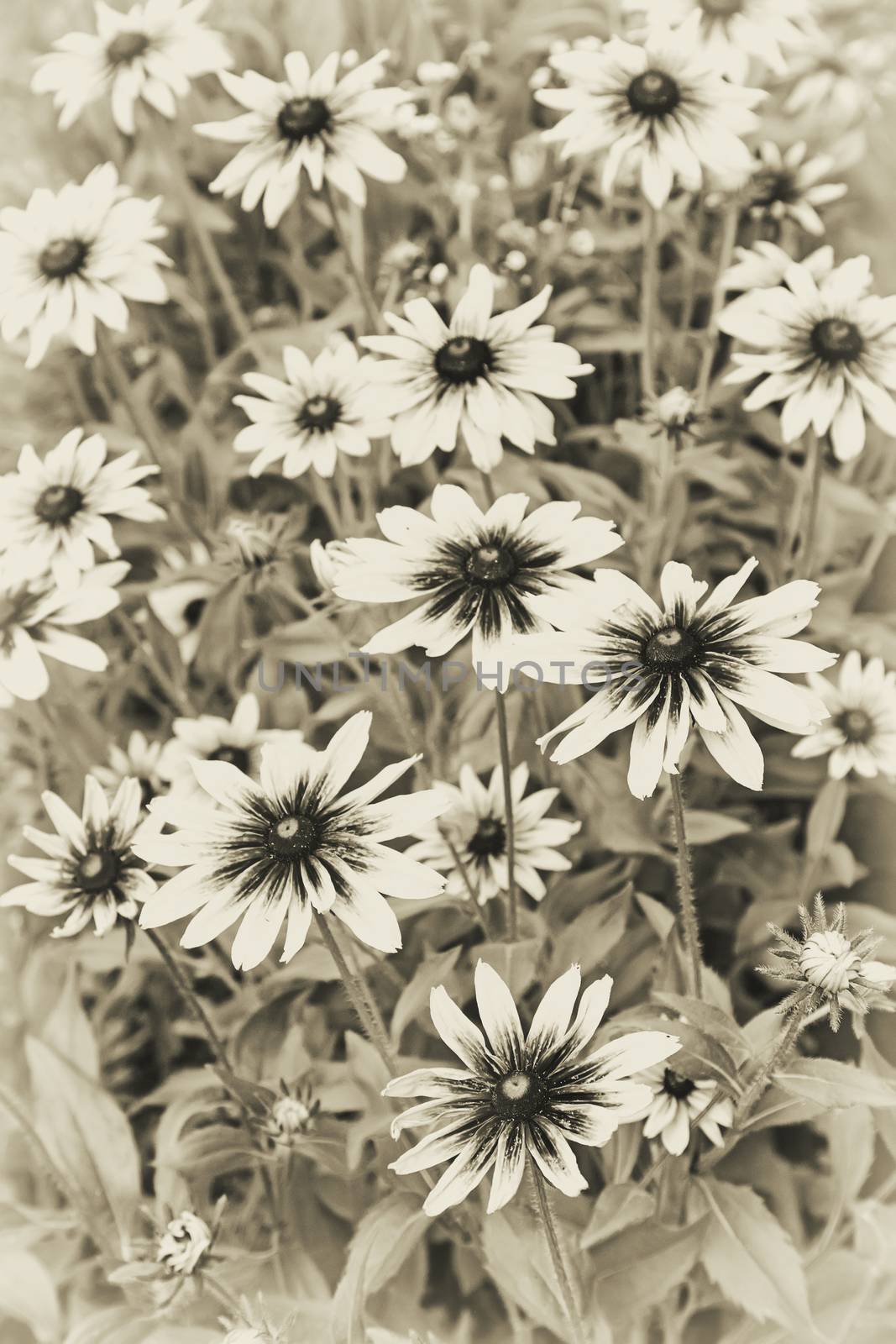  Beautiful large flowers of rudbeckia in the garden in the flowerbed. Black - and- white image.