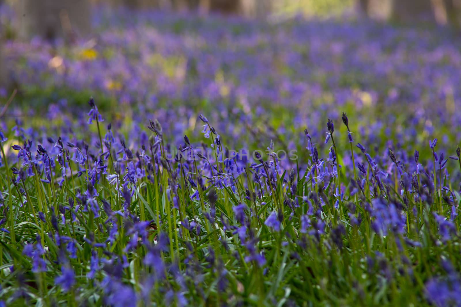 The bluebells flowers during springtime in Hallerbos, Halle, Belgium