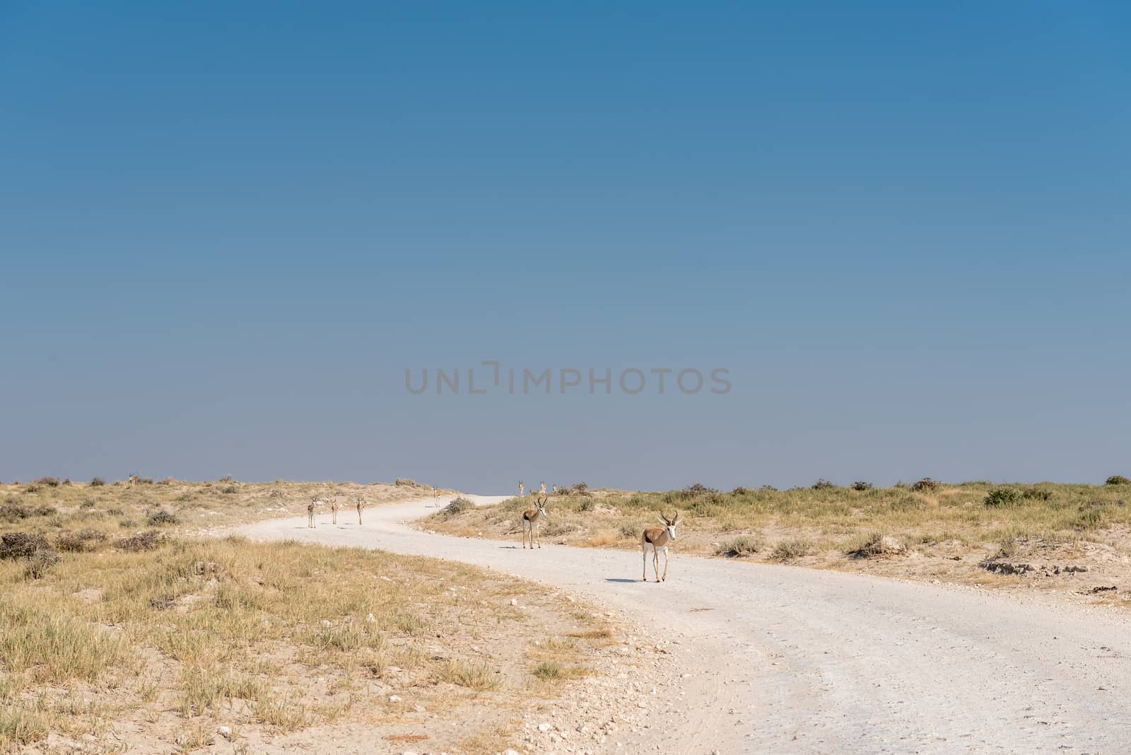 A herd of springboks, Antidorcas marsupialis, walking down a gravel road in Northern Namibia