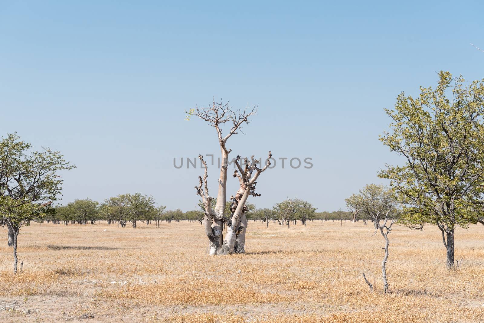 A Moringa tree or Fairy Tale Tree, Moringa Ovalifolia, in Northern Namibia