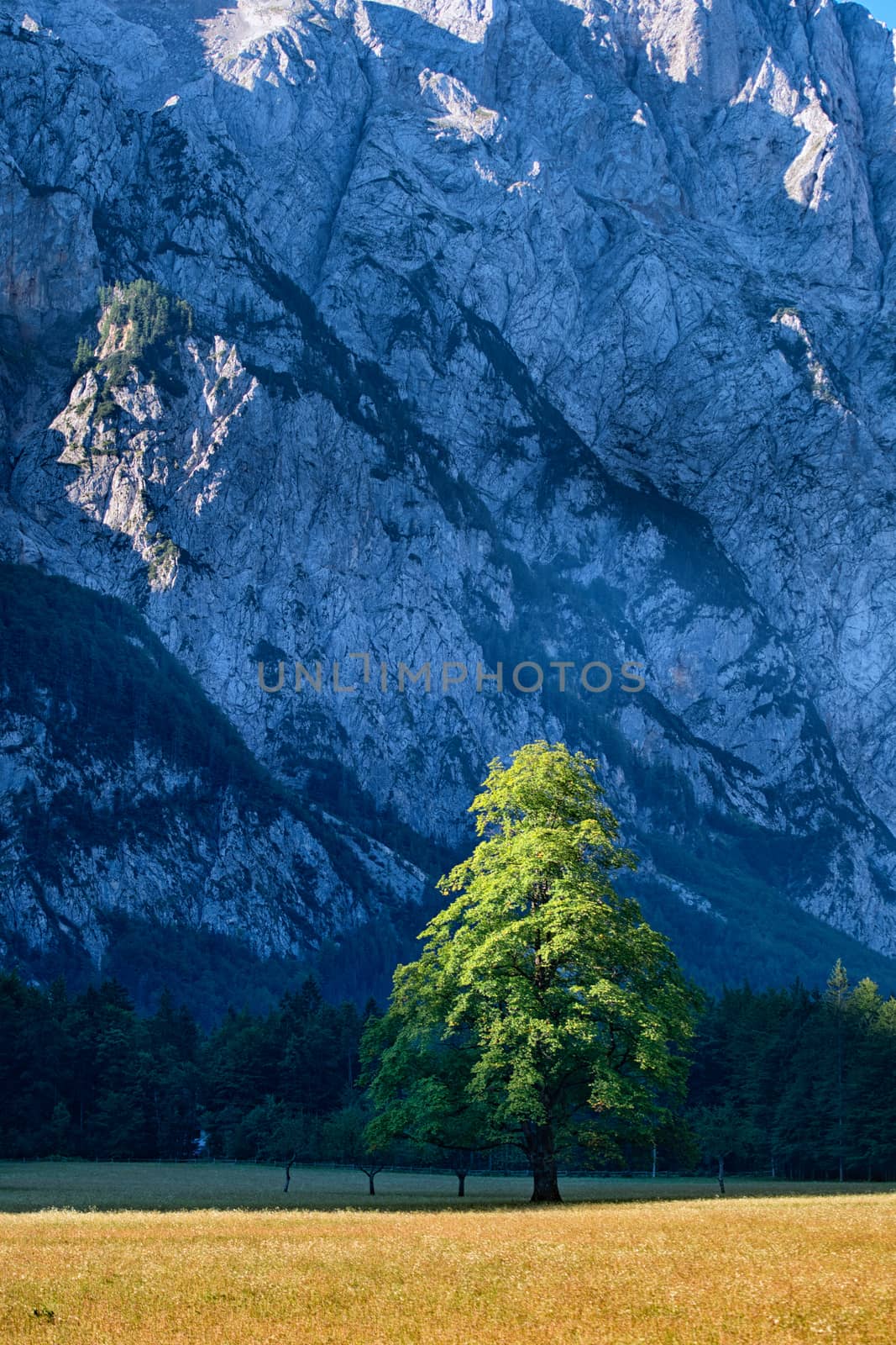 Elm tree on meadow, lit by beautiful sunrise with blue mountains in background in Logarska dolina, Logar valley, Slovenia