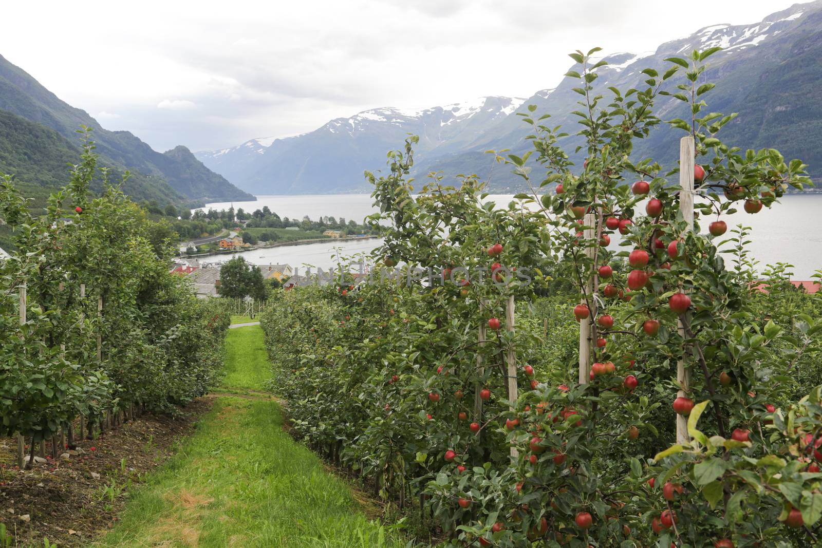 Apple tree gardens in Lofthus around the Hardanger fjord