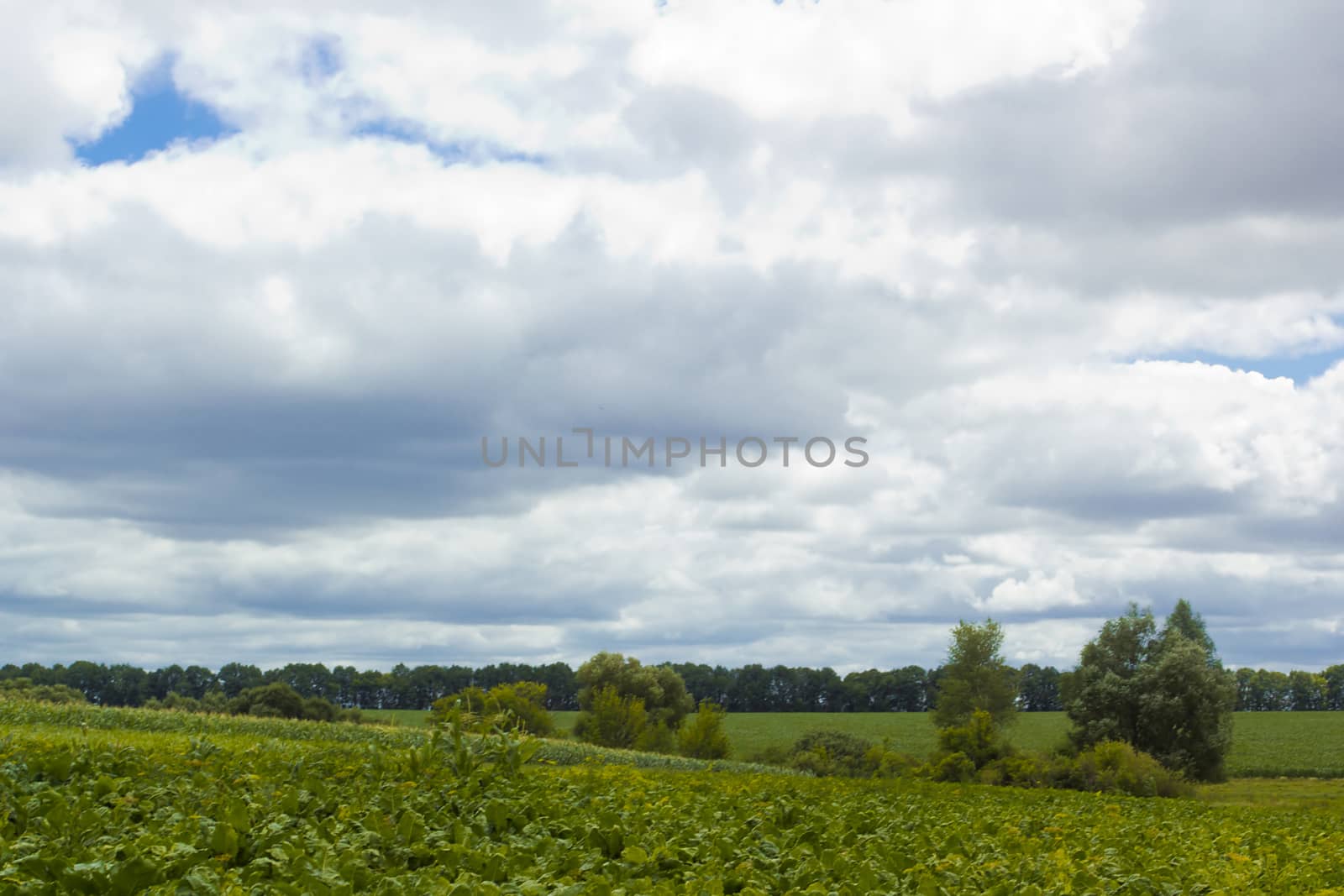 Green field and blue sky with clouds