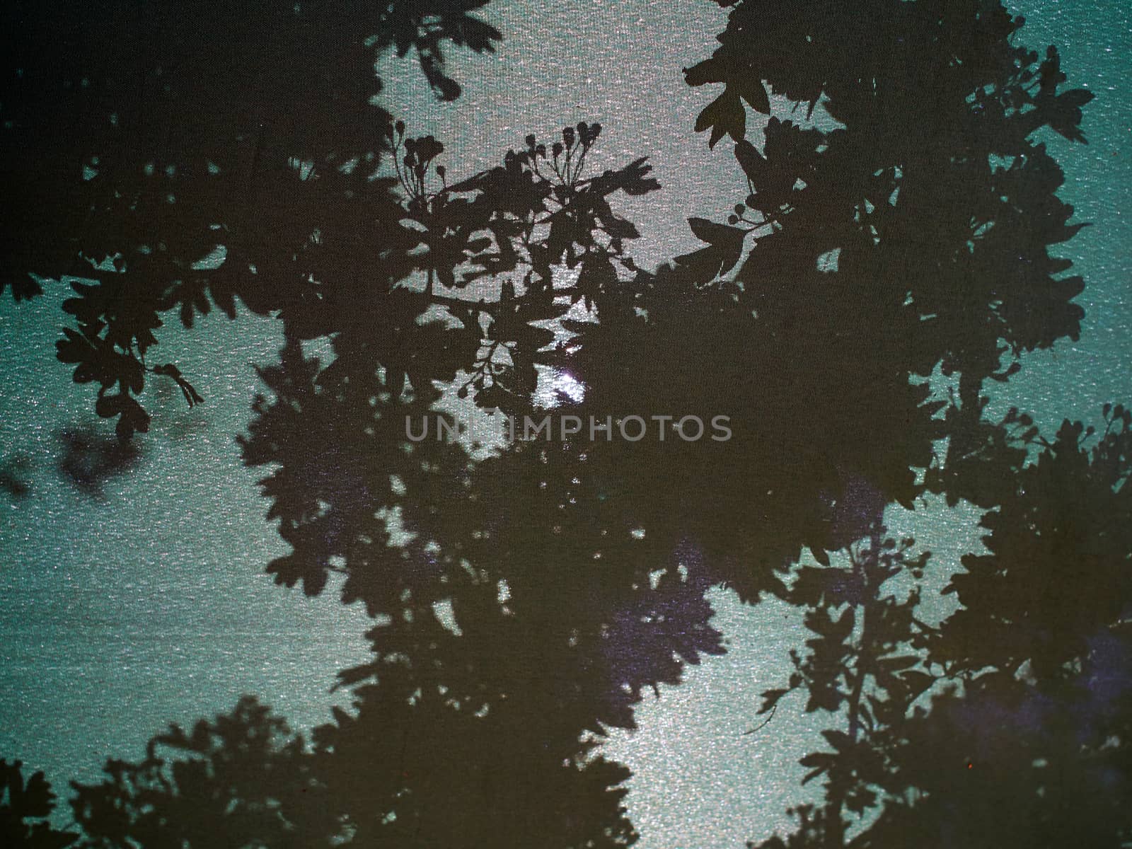 Shadow of tree and leaves on a bright sunny day gardening background image