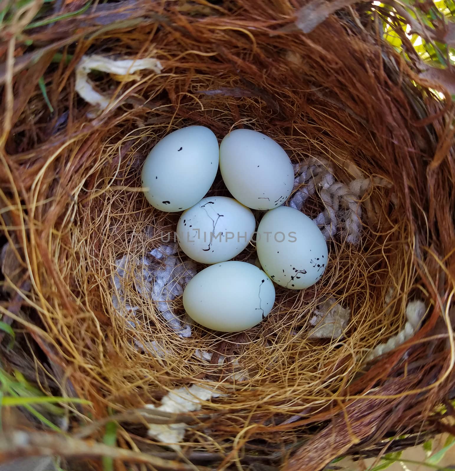 Five house finch eggs in the nest. House finch is a small bird native to western North America.