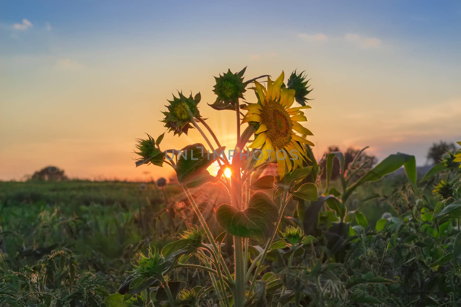 Sunflower stem with flowers on a background of the setting sun, sky and field
