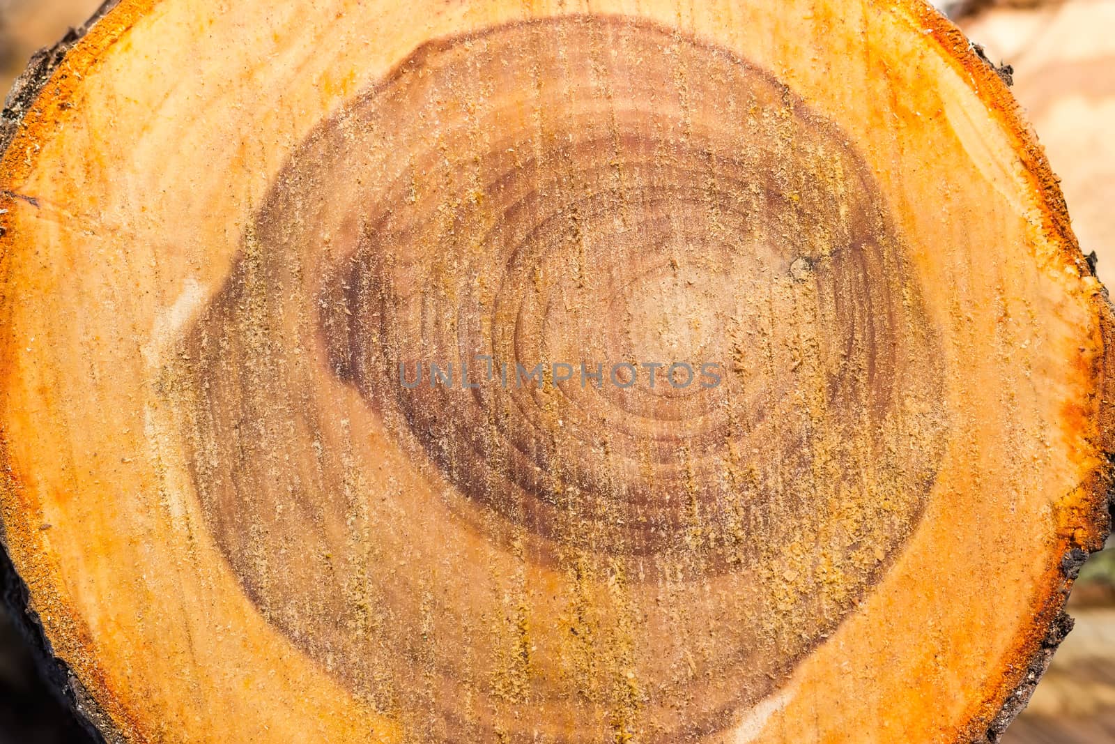 Background of the transverse cut of the tree trunk  by anmbph