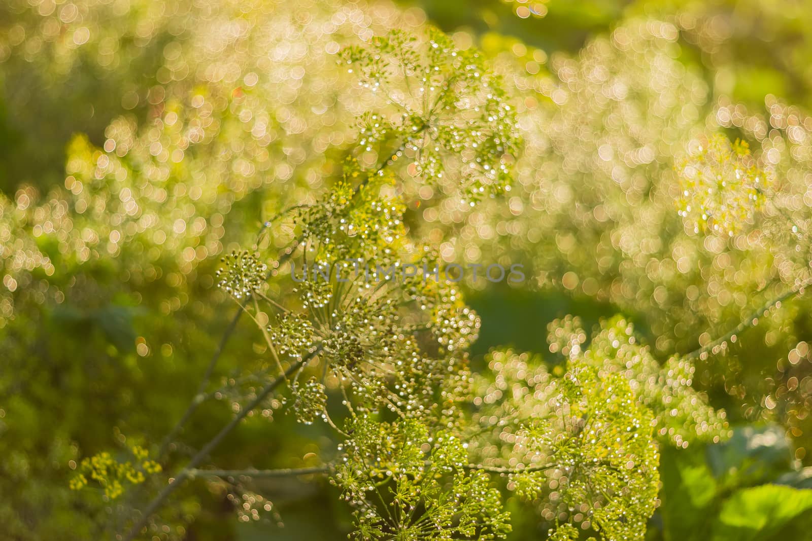 Background of the flowering dill with umbel inflorescences and droplets of dew closeup at shallow depth of field
