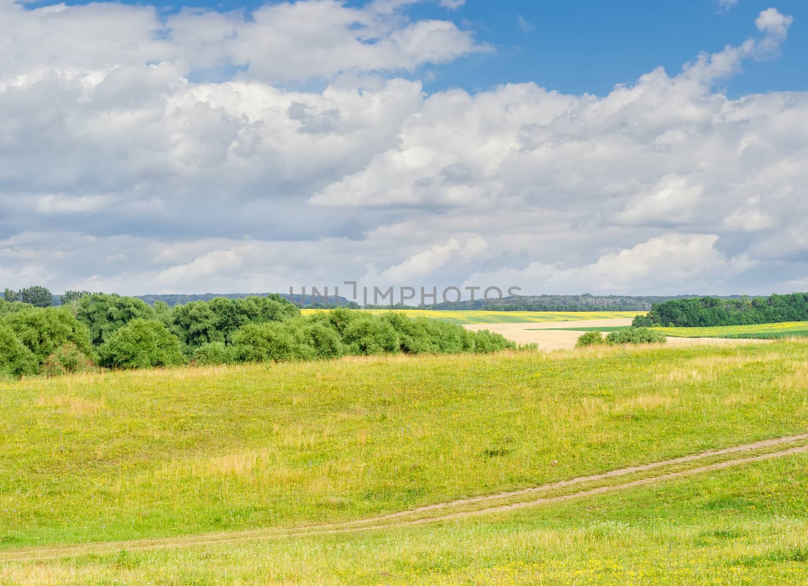 Meadow with wildflowers against forests and agricultural grounds by anmbph