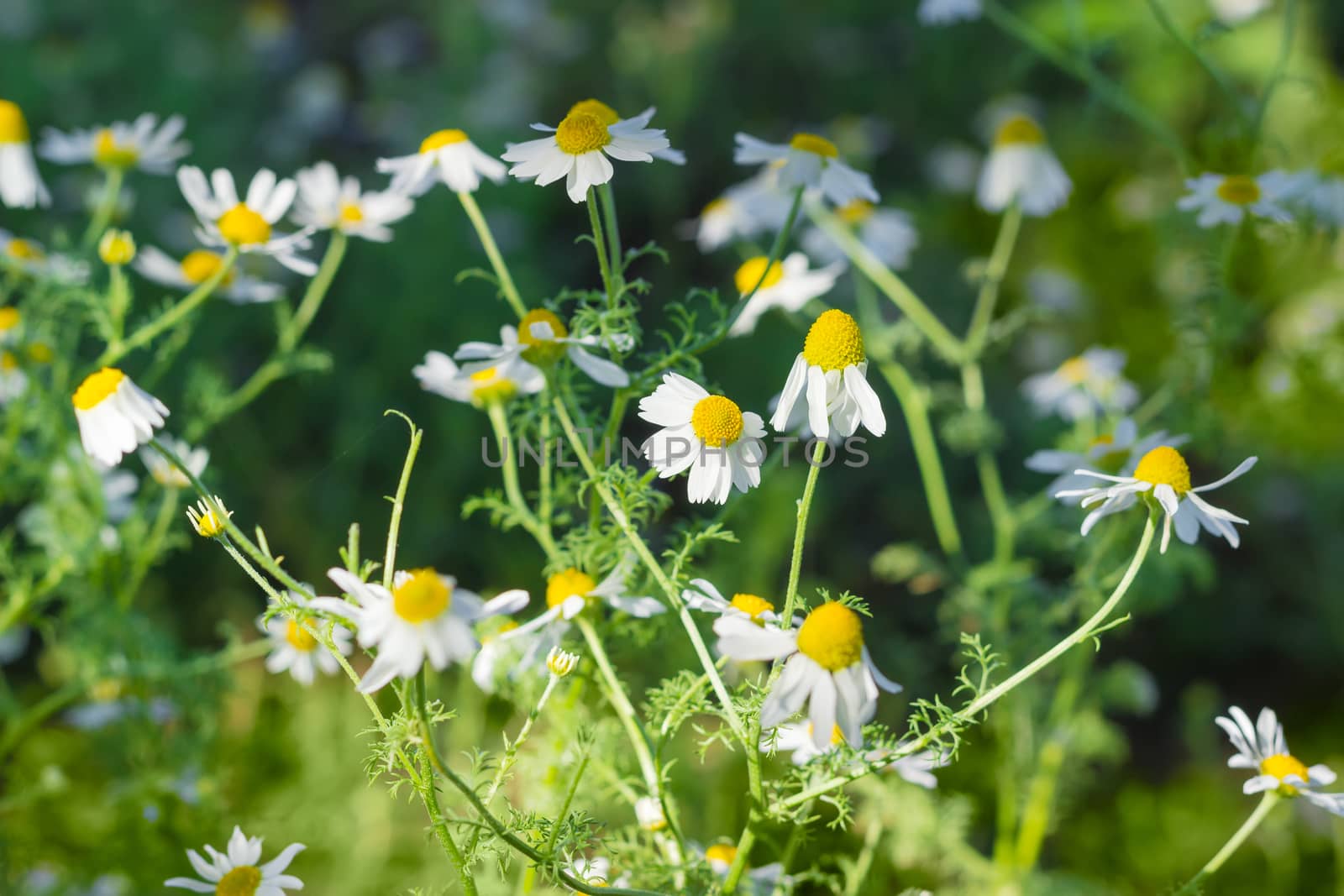 Stalks of blossoming chamomile on a dark background at shallow depth of field
