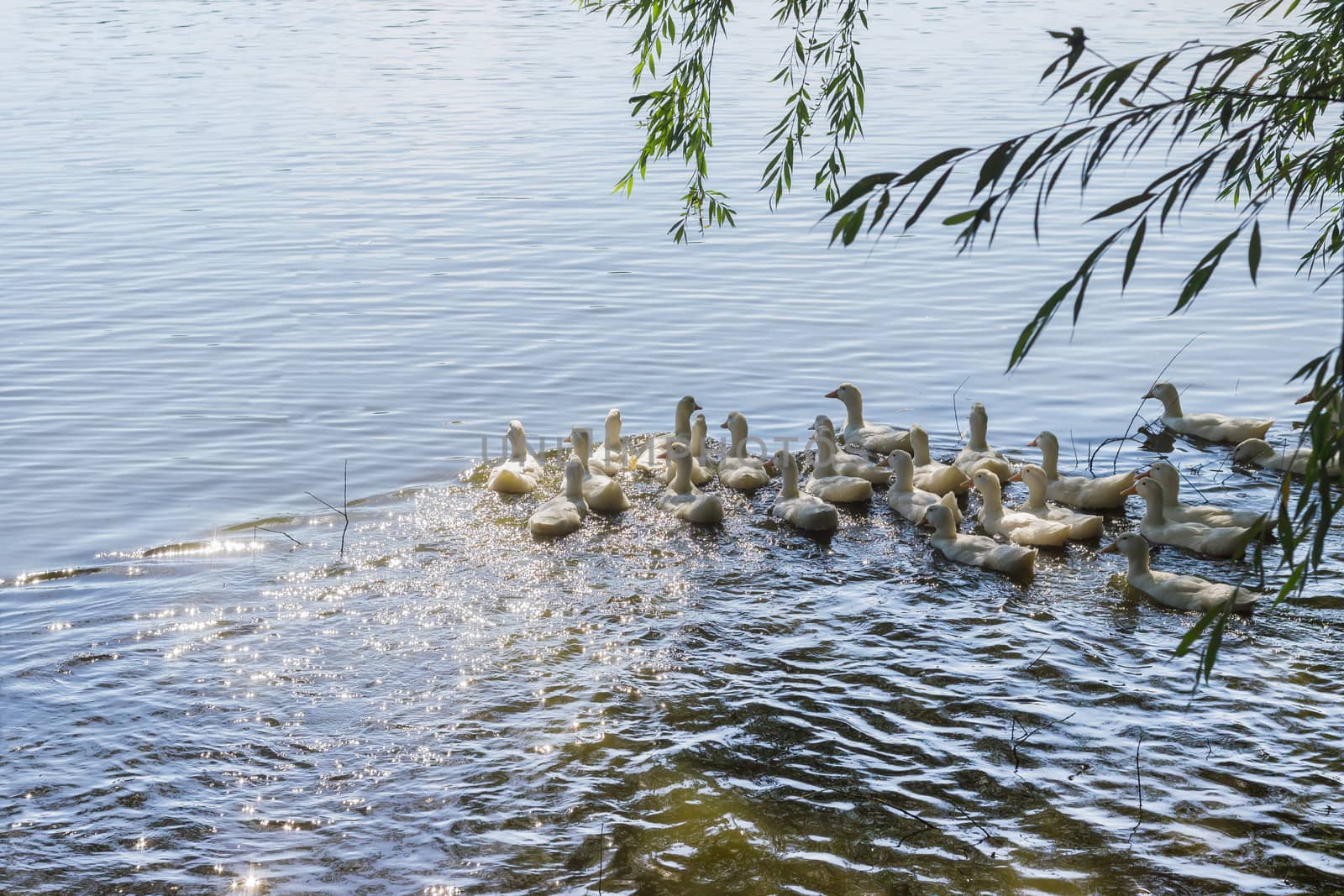 Group of the free range white domestic ducks on a pond
